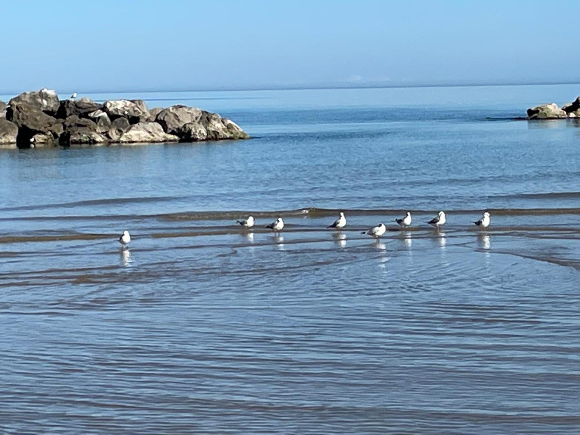 Le Ortensie In Centro E Vicino Al Mare Pescara Zewnętrze zdjęcie